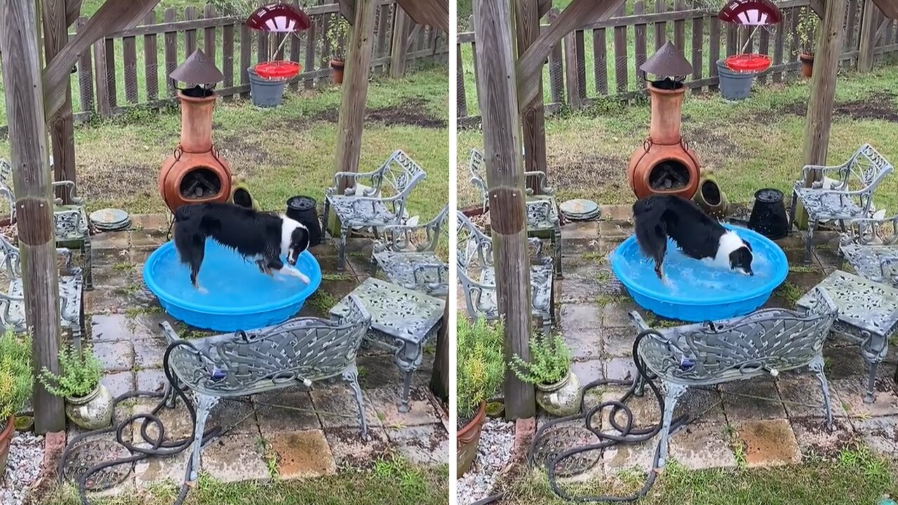 Aussie pup wants all the water out of his pool