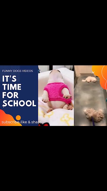 Funniest Dogs and Awesome Funny Pet Animals Life Videos #Shorts