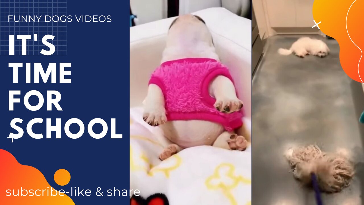 Funniest Dogs and Awesome Funny Pet Animals Life Videos #Shorts