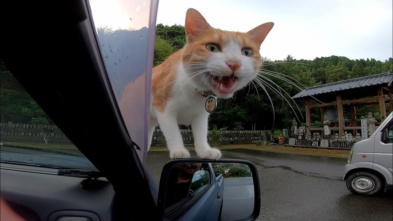 When I go to the cat temple, it's fun to see the cat in the car before getting off