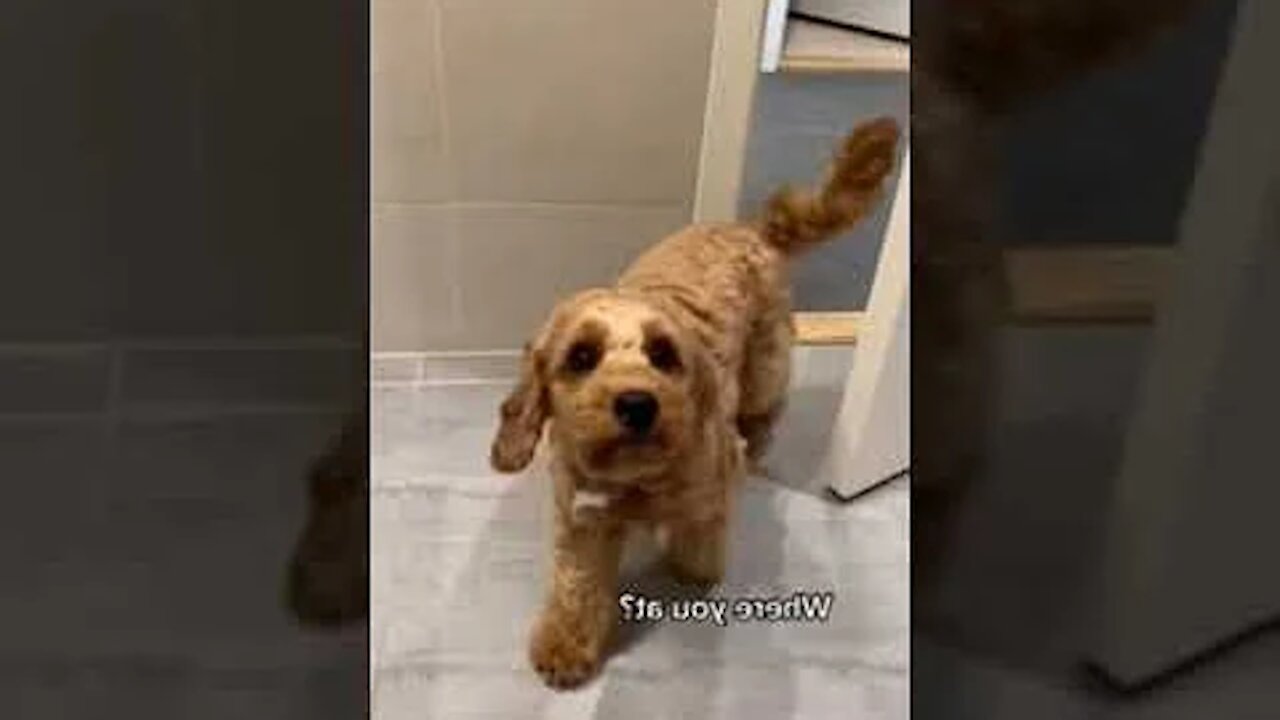 Funniest videos for pets to watch