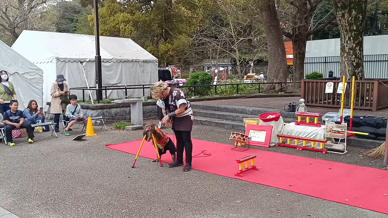 Monkey Show part 3 at Ueno Park