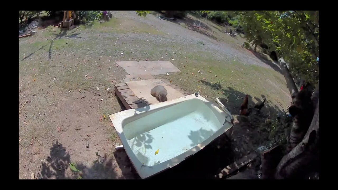 GroundHog Sees His Shadow in Water Hole