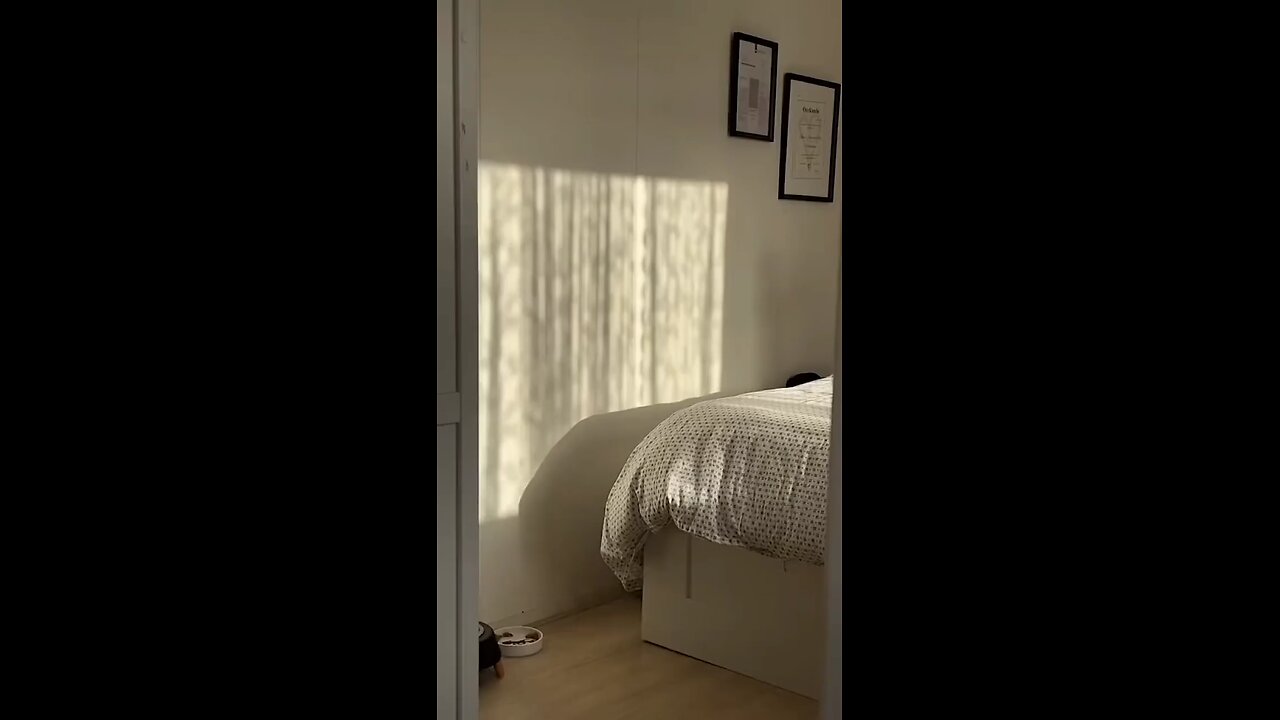 Playful Kitten Chases Its Shadow!