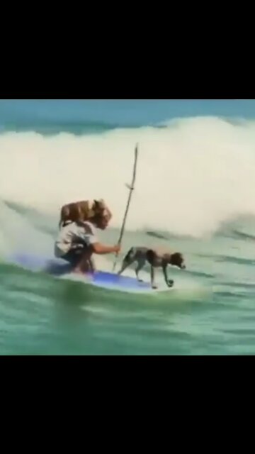 This Video Just Made My Day! (Surfing Dogs)