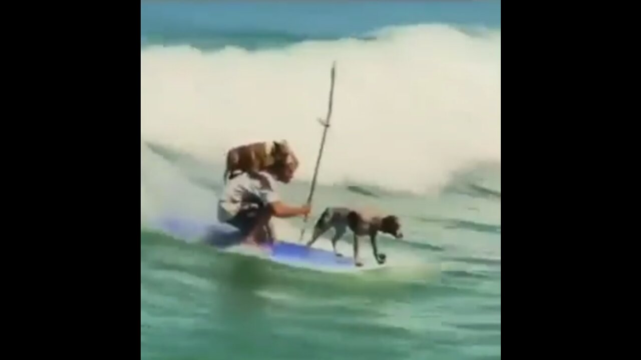 This Video Just Made My Day! (Surfing Dogs)