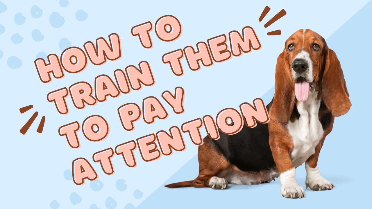 Training dogs to pay attention