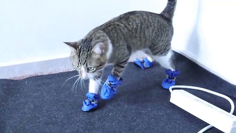 Cat Learns How to Use His New Shoes