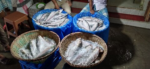 Hilsha fish, Bangladesh