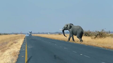 Elephant crossing the road - Wildlife Video - Animals Video - Best Animals compilation 2021- Forest