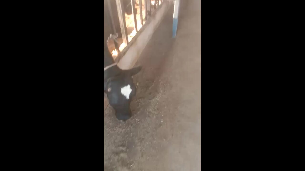 feeding Time