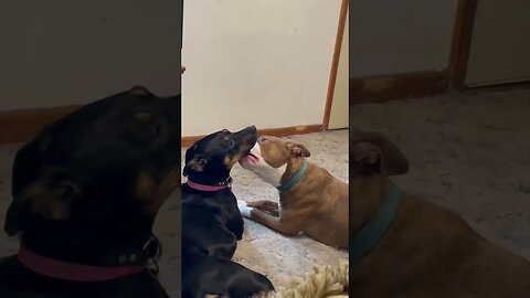 Sisterly love 2