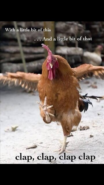 Funny animal video 🤣😅 Funny Rooster 🐓🐓 Naughty Rooster 🐓😁