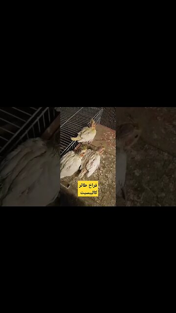 فراخ طائر كاليبسيت