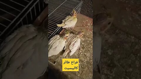 فراخ طائر كاليبسيت