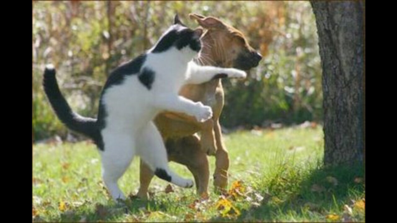 Cute Funny Animals Videos