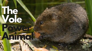 Vole Power Animal