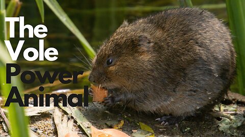 Vole Power Animal