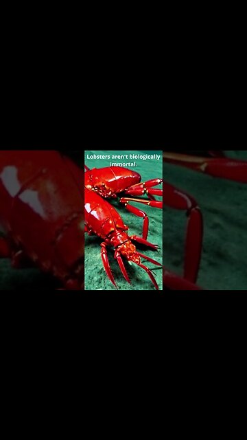 curiosities from the world #shorts