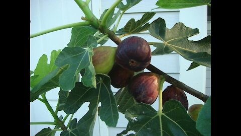CHE ALBERO ERA L'ALBERO DELLA CONOSCENZA DEL BENE E DEL MALE?? 09-02-21. ELISEO BONANNO.