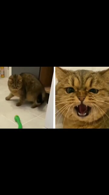 Cat Afraid Of The Snake
