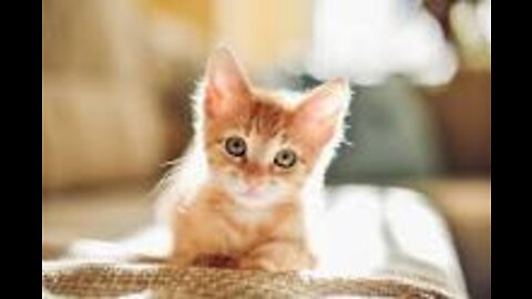 Cute Kitten playful moments