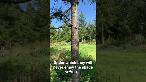 Spirko Lane and some fruit trees getting established