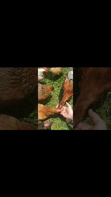 #chickenshorts Are So Fun