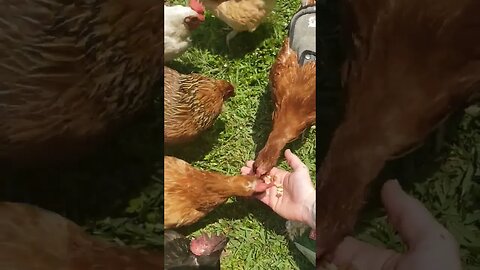 #chickenshorts Are So Fun
