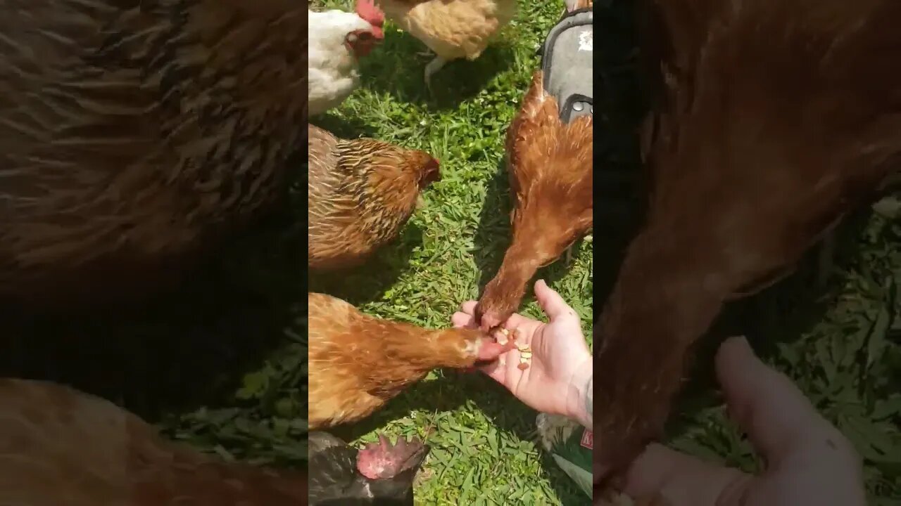 #chickenshorts Are So Fun