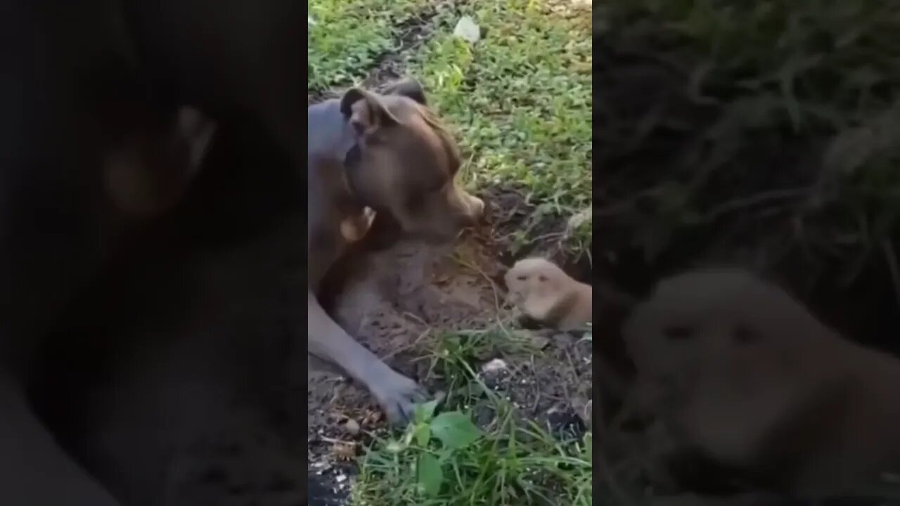 A happy dog is playing