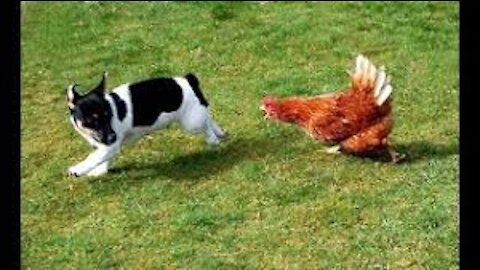 Chicken VS Dog Fight - Funny Dog Fight Videos