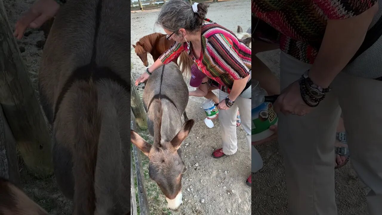 Getting Rid of insects on the Horses with doTERRA's TERRASHIELD