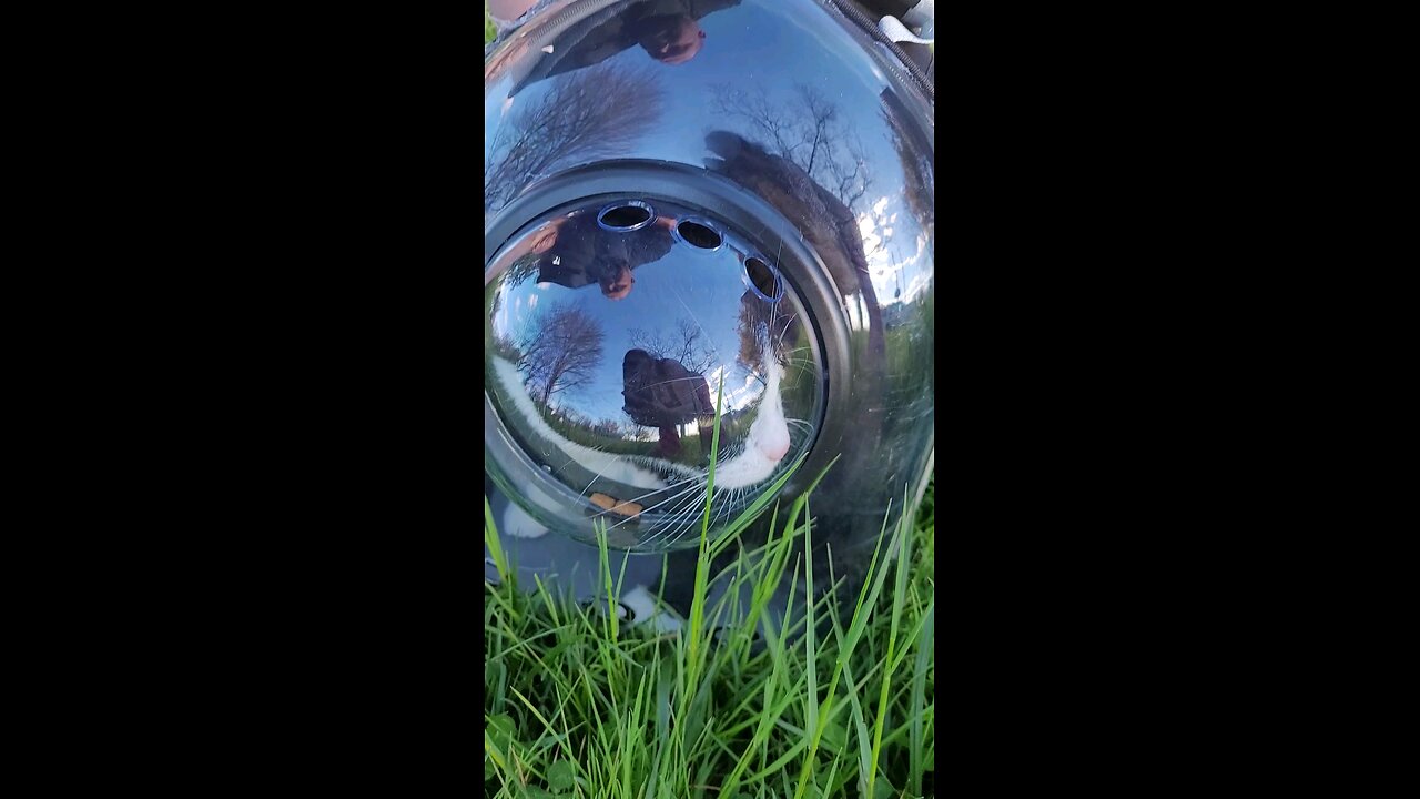 I like the travel bag better than an animal crate