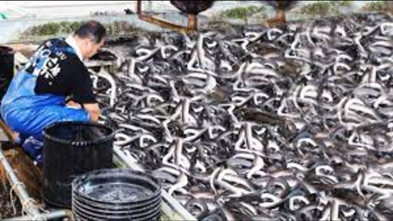 How Japanese Farming Million of Eel and Harvesting Them - World Most Expensive Eels Meat Processing