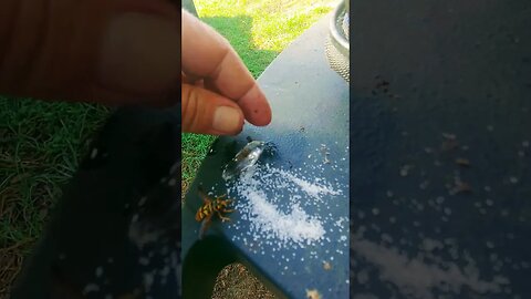 Feeding Dangerous Bees