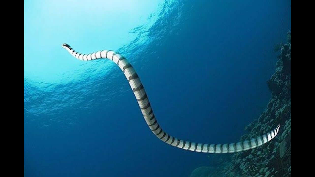 Sea snakes wimming