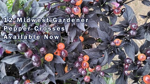 Midwest Gardener Pepper Cross Seeds Available