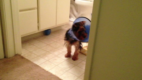 Adorable Doggo Can't Reach A Ball Under The Kitchen Cabinet