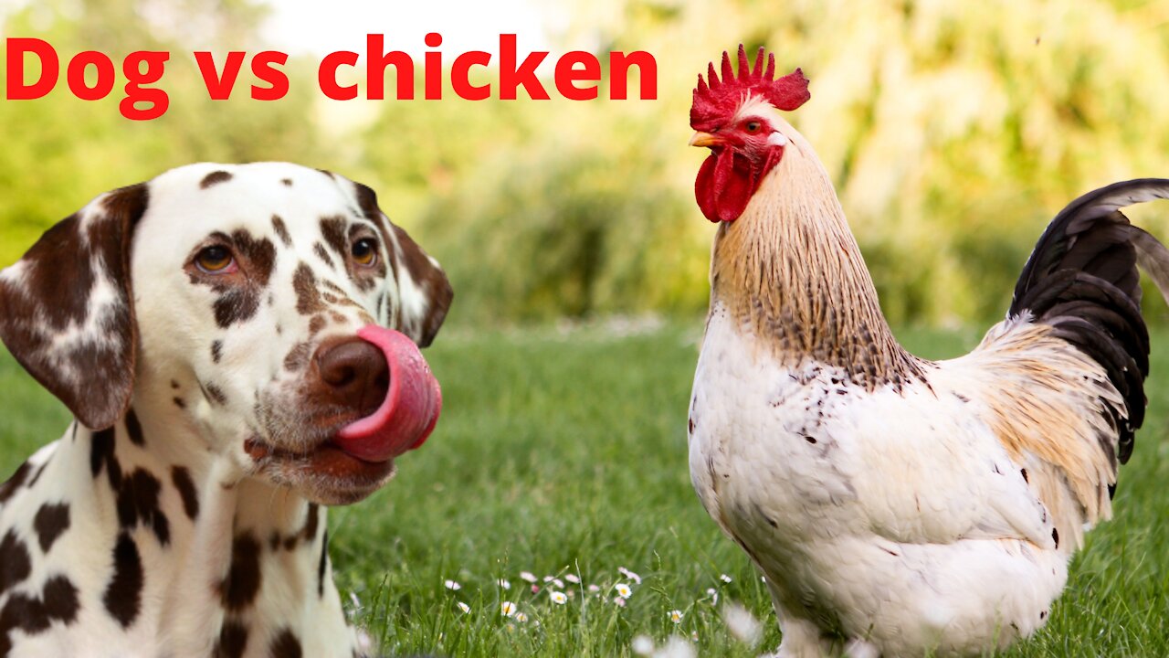 Chicken vs Dog fight- funny compilation