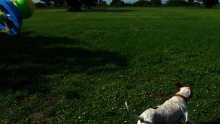 Jethro the Patriot Cane Mascot and Rescue Dog Plaing with Toni