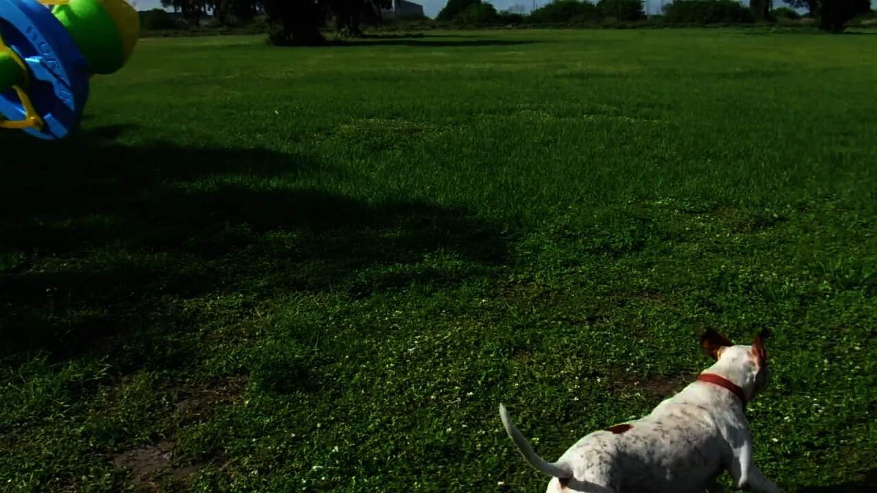 Jethro the Patriot Cane Mascot and Rescue Dog Plaing with Toni