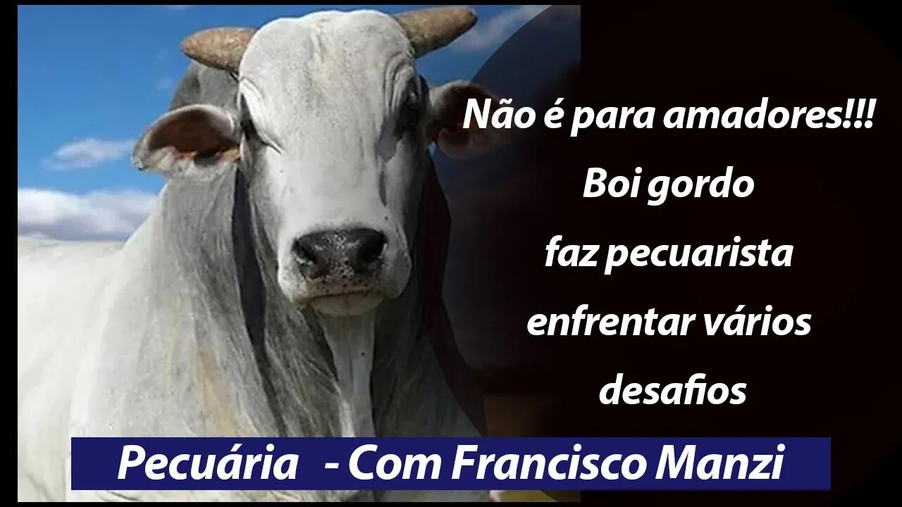 Boi gordo faz pecuarista enfrentar vários desafios e mostra que a atividade não é para "amadores"