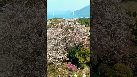 Sakura cherry blossoms on Hakatajima, overlooking Omishima Bridge, on the Shimanami Kaido, in Japan