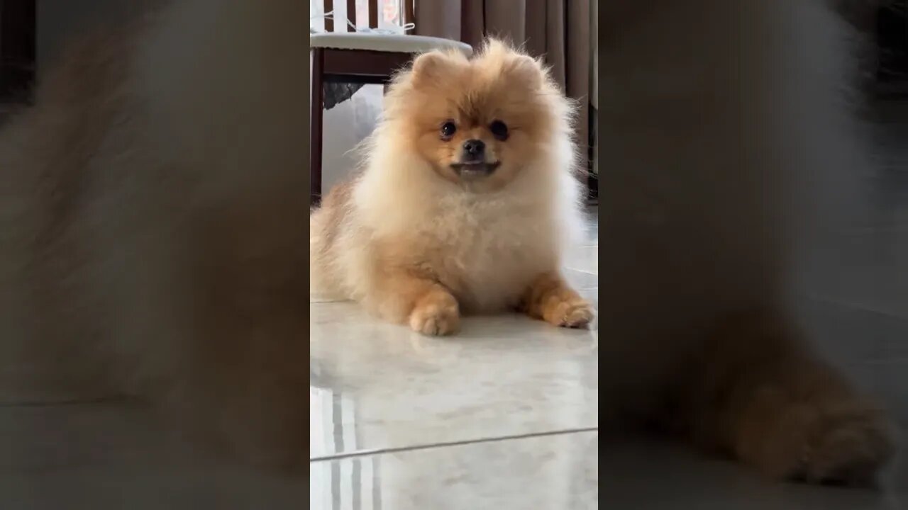 😂 cute dog video 😂, part 108 #shorts