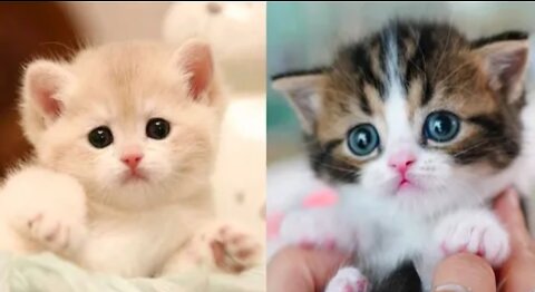 Baby Cats - Cute & Funny Videos Compilation #1 [Awwww Moments]