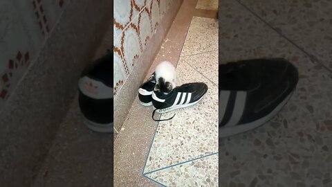 funny cute kitten 😸 play with shoes 👟!!!!