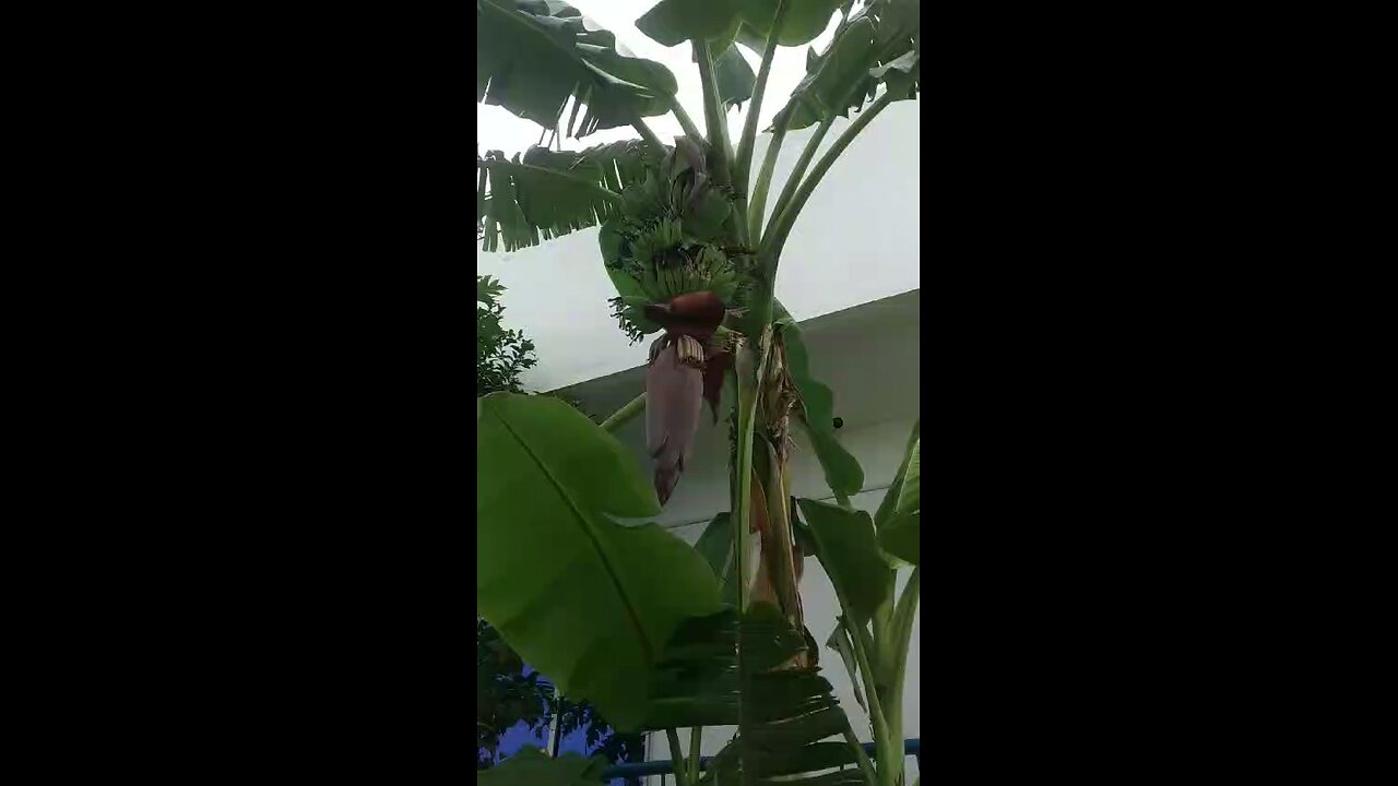 New Banana Flower