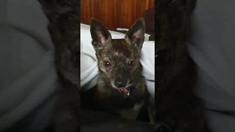 Little Puppy Betty Girl, Sitting In Bed With Dad. #betty #shorts