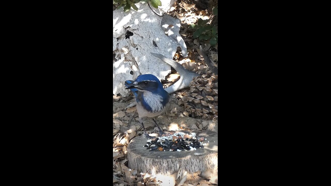 California Scrub-Jay 🐦Peanut Raid